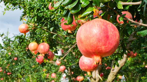 1758161386346007.png 圖片1.png